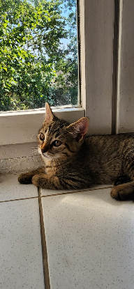 Adopter Inari
