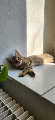 Adoption Tomi