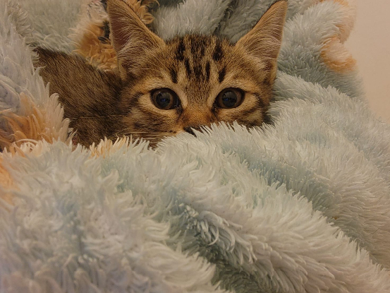 Adopter Tomi