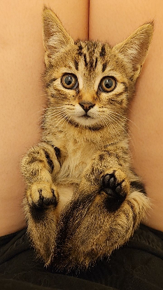 Adopter Tomi