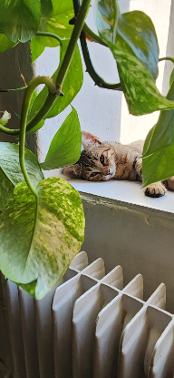 Adopter Tomi