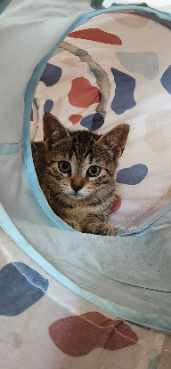 Adopter Okaïdo
