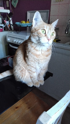 Adopter Savannah
