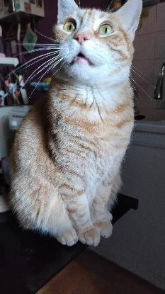 Adopter Savannah