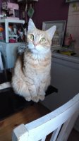 Adopter  chat : Savannah