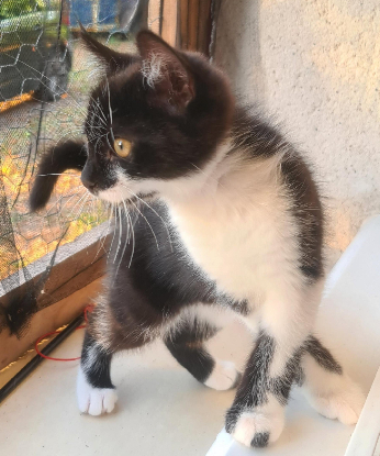Adopter Batman