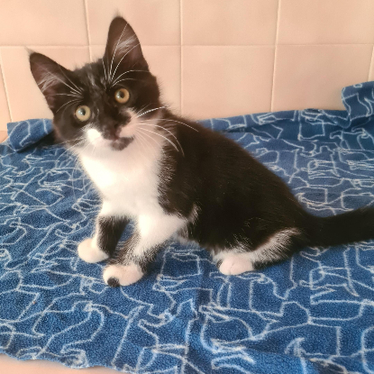 Adopter Batman