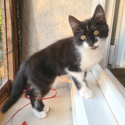 Adoption Batman