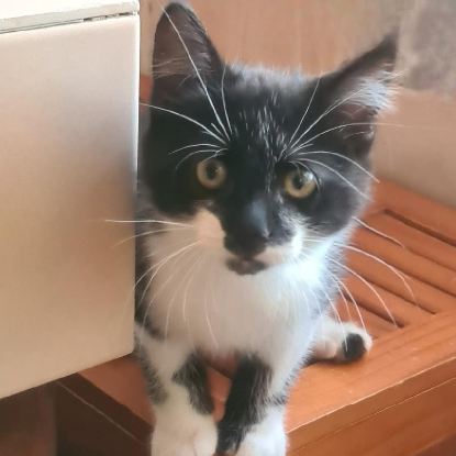 Adoption Batman
