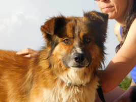 Adopter  chien : Pingo