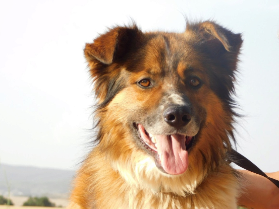 Adopter Pingo