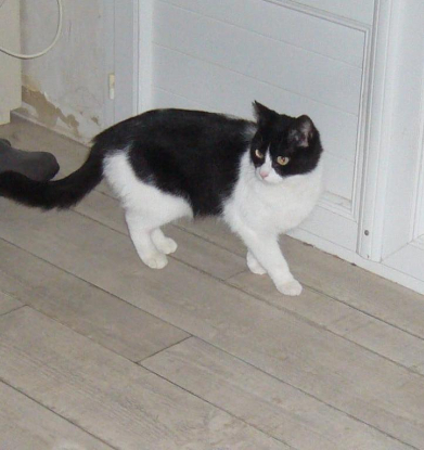 Adopter Sucrette