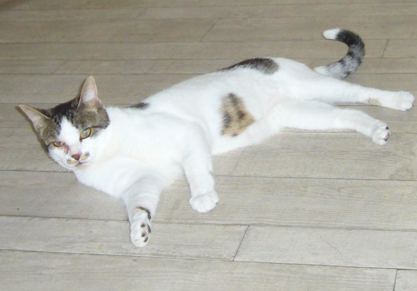 Adopter Agile