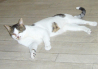 Agile
