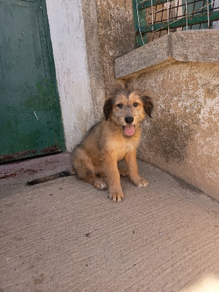 Adopter Jade