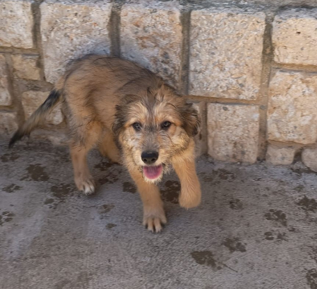Adopter Jade