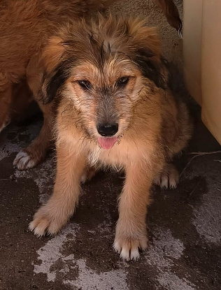 Adoption Jade