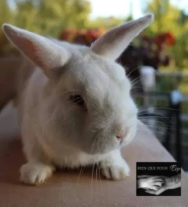 Adopter Shiro