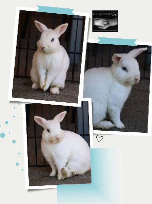 Adopter Shiro