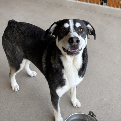 Adopter Elisa