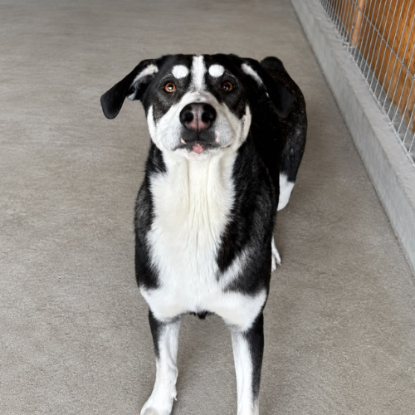 Adopter Elisa