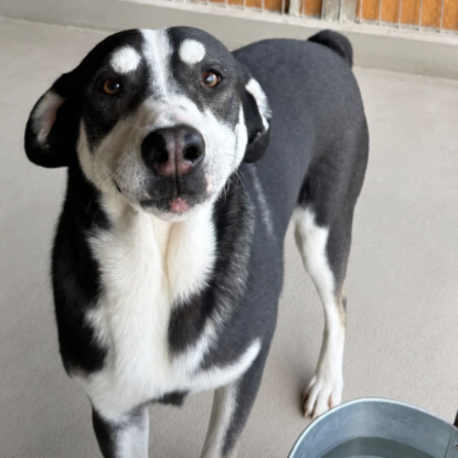 Adopter Elisa