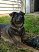 Adopter  chien : Byron
