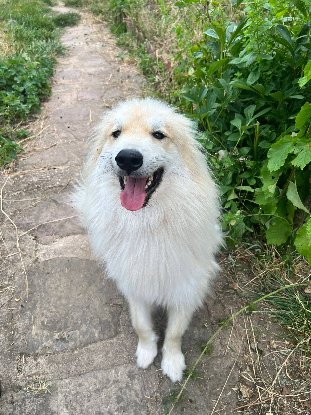 Adopter Victor