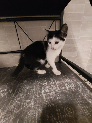 Adopter Sand