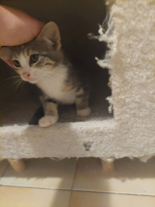 Adopter Chopin