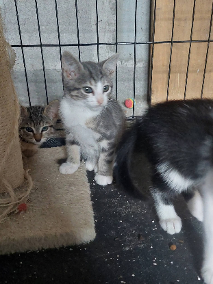 Adopter Chopin