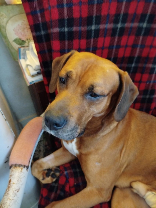 Adopter Eliott