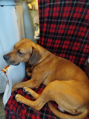 Adoption Eliott
