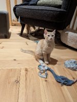 Adopter  chat : Brioche