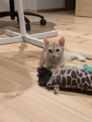 Adoption Brioche