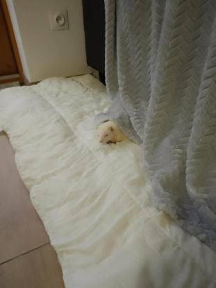 Adopter Bianca