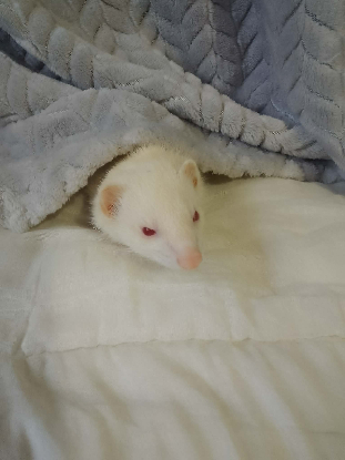 Adopter Bianca
