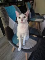 Adopter  chat : Stitch