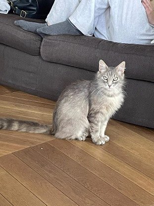Adopter Lune