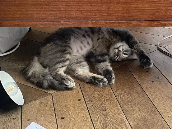 Adopter Lune