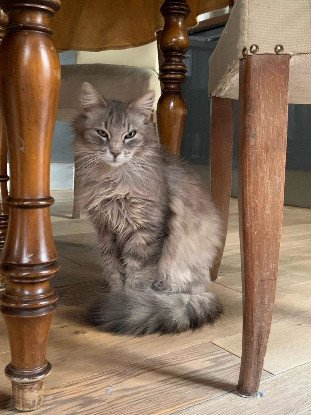 Adoption Lune