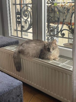 Adoption Lune