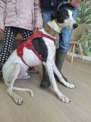 Adopter Bonillo
