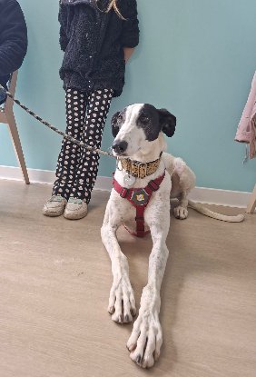 Adoption Bonillo