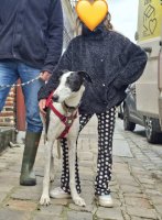 Adopter  chien : Bonillo
