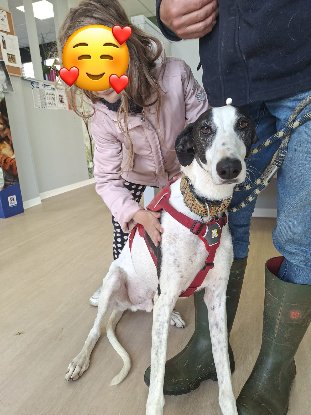Adoption Bonillo