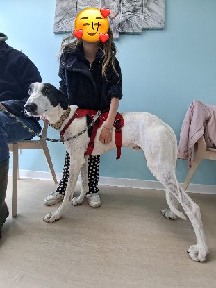 Adopter Bonillo