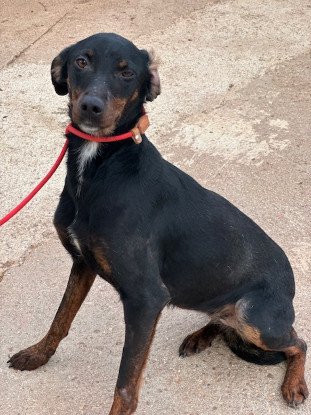 Adopter Pimienta