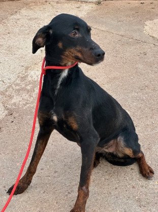 Adoption Pimienta