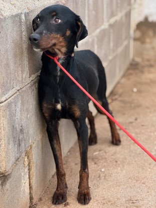 Adopter Pimienta